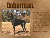 Doberman. The dog is clever, very strong and brave. It likes only it’s master. It is indifferent with the other members of the family. It is a very dangerous enemy.