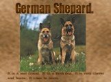 German Shepard. It is a real friend. It is a work dog. It is very clever and brave. It likes to learn.