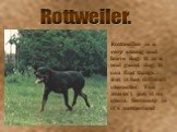 Rottweiler. Rottweiler is a very strong and brave dog. It is a real guard dog. It can find things. But it has difficult character. You mustn’t put it on chain. Germany is it’s motherland