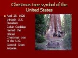 Christmas tree symbol of the United States. April 28, 1926 thirtieth U.S. President Calvin Coolidge named the official Christmas tree of the U.S. General Grant sequoia.