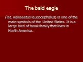 The bald eagle. (lat. Haliaeetus leucocephalus) is one of the main symbols of the United States. It is a large bird of hawk family that lives in North America.