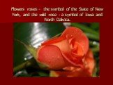 Flowers roses - the symbol of the State of New York, and the wild rose - a symbol of Iowa and North Dakota.