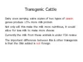 Transgenic Cattle. Dairy cows carrying extra copies of two types of casein genes produce 13% more milk protein Not only will this make the milk more nutritious, it would allow for less milk to make more cheese Currently the milk from these animals is under FDA review The important difference between