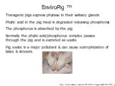 EnviroPig TM Transgenic pigs express phytase in their salivary glands Phytic acid in the pig meal is degraded releasing phosphorus The phosphorus is absorbed by the pig Normally the phytic acid/phosphorus complex passes through the pig and is excreted as waste Pig waste is a major pollutant & ca