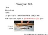 Transgenic Fish Tilapia Salmon/trout Catfish Can grow up to 6 times faster than wildtype fish Most have extra copies of growth hormone (GH) gene. Transgenic Wildtype. http://www.nature.com/nbt/journal/v19/n6/images/nbt0601_500a_I1.jpg