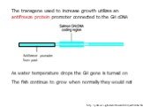 The transgene used to increase growth utilizes an antifreeze protein promoter connected to the GH cDNA. http://pubs.acs.org/hotartcl/chemtech/99/jun/fletcher.html. As water temperature drops the GH gene is turned on The fish continue to grow when normally they would not. Antifreeze promoter from pou