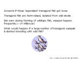 Concerns if these ‘supersized’ transgenic fish got loose Transgenic fish are farm-raised, isolated from wild stocks But even during farming of wildtype fish, escapes happen frequently (~14 million/yr) What would happen if a large number of transgenic escaped & started breeding with wild fish? ht