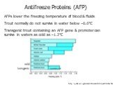 +Antifreeze wild transgenic Antifreeze Proteins (AFP). AFPs lower the freezing temperature of blood & fluids Trout normally do not survive in water below –0.6°C Transgenic trout containing an AFP gene & promoter can survive in waters as cold as –1.2°C