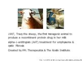 http://nolswf.bbc.net.uk/science/genes/gene_safari/pharm/a_pharming.shtml. 1997, Tracy the sheep, the first transgenic animal to produce a recombinant protein drug in her milk alpha-1-antitrypsin (AAT) treatment for emphysema & cystic fibrosis Created by PPL Therapeutics & The Roslin Institu