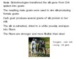 Nexia Biotechnologies transfered the silk gene from Orb spiders into goats The resulting male goats were used to sire silk-producing female goats Each goat produces several grams of silk protein in her milk The silk is extracted, dried to a white powder, and spun into fibers The fibers are stronger 