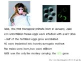 ANDi, the first transgenic primate born in January, 2000 224 unfertilized rhesus eggs were infected with a GFP virus ~Half of the fertilized eggs grew and divided 40 were implanted into twenty surrogate mothers five males were born,two were stillborn ANDi was the only live monkey carrying the GFP ge