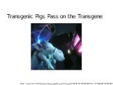 http://news.aol.com/story/_a/glowing-pig-passes-genes-to-piglets/20080109143909990001?ncid=NWS00010000000001. Transgenic Pigs Pass on the Transgene