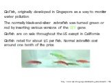 GloFish, originally developed in Singapore as a way to monitor water pollution The normally black-and-silver zebrafish was turned green or red by inserting various versions of the GFP gene Glofish are on sale throughout the US except in California Glofish retail for about  per fish. Normal zebrafi