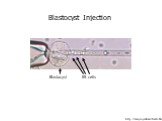 http://tasq.uq.edu.au/blasto.html. Blastocyst Injection Blastocyst	ES cells