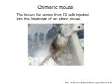 http://bunseiserver.pharm.hokudai.ac.jp/gihou/knockout.html. Chimeric mouse The brown fur comes from ES cells injected into the blastocyst of an albino mouse