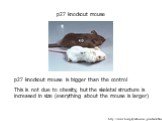 p27 knockout mouse is bigger than the control This is not due to obesity, but the skeletal structure is increased in size (everything about the mouse is larger). http://www.bioreg.kyushu-u.ac.jp/saibouE.html. p27 knockout mouse