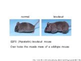 http://www.bbc.co.uk/science/genes/gene_safari/wild_west/bigger_and_better02.shtml. GDF8 (Myostatin) knockout mouse Over twice the muscle mass of a wildtype mouse. normal knockout