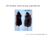 FGF5 knockout mouse has long, angora-like hair. http://www.med.uni-jena.de/ivm/deutsch/method/method_7.htm