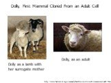 http://www.harlemlive.org/community/health-science/scientificcommunity/index2.html. Dolly as a lamb with her surrogate mother. Dolly, First Mammal Cloned From an Adult Cell. Dolly, as an adult