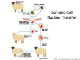 http://www.howstuffworks.com/cloning3.htm. Somatic Cell Nuclear Transfer