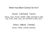 What Has Been Cloned So Far? Somatic Cell Nuclear Transfer Sheep, Goat, Mouse, Rabbit, Cattle (domestic & wild), Pig, Horse, Mule, Dog, Cat (domestic & wild), Deer Embryo Splitting (Twinning) Sheep, Cattle, Primate (Rhesus)