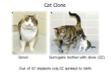 Cat Clone. Donor Surrogate mother with clone (CC). Out of 87 implants only CC survived to birth