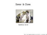 http://www.usatoday.com/news/science/2003-01-21-cloned-cats_x.htm. Donor & Clone Rainbow & CC