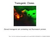 Cloned transgenic cat containing red fluorescent protein. Transgenic Clones