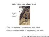 http://news.nationalgeographic.com/news/2003/05/0529_030529_muleclone.html. Idaho Gem, first cloned mule. 1st try 134 implants 2 pregnancies, both failed 2nd try 113 implantations 14 pregnancies, one birth. Surrogate mother (horse)
