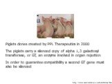 http://www.newrivervalley.com/biotech/day1.html. Piglets clones created by PPL Therapeutics in 2000 The piglets carry a silenced copy of alpha 1,3 galactosyl transferase, or GT, an enzyme involved in organ rejection In order to guarantee compatibility a second GT gene must also be silenced