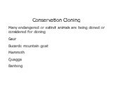 Conservation Cloning Many endangered or extinct animals are being cloned or considered for cloning Gaur Bucardo mountain goat Mammoth Quagga Banteng