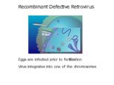 Eggs are infected prior to fertilization Virus integrates into one of the chromosomes. Recombinant Defective Retrovirus