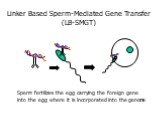 Linker Based Sperm-Mediated Gene Transfer (LB-SMGT). Sperm fertilizes the egg carrying the foreign gene into the egg where it is incorporated into the genome