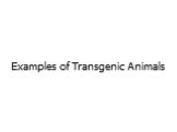 Examples of Transgenic Animals