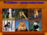 Wildtiere – дикие животные