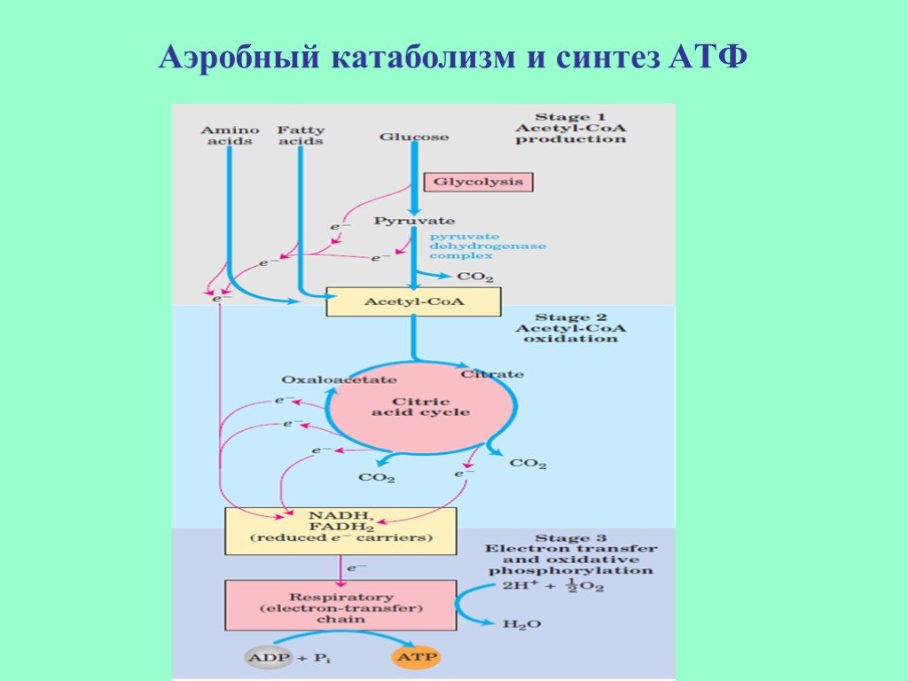 Этап катаболизма глюкозы. Энергетический обмен Синтез АТФ. Аэробный катаболизм. Катаболизм АТФ. Аэробный этап катаболизма.