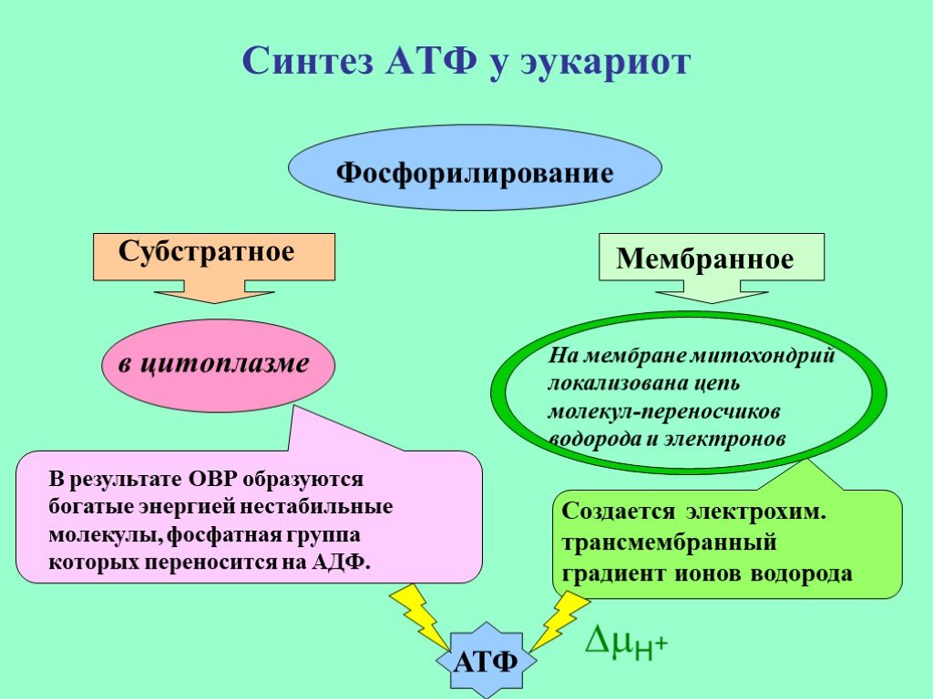 Атф в клетках эукариот образуются. Синтез АТФ. Синтез молекул АТФ. Сирткрез АТФ. Синтез АТФ У эукариот.