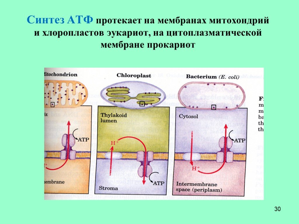 Митохондрии у прокариот. Синтез АТФ на мембране митохондрий. Синтез АТФ без митохондрий. Сирткрез АТФ.