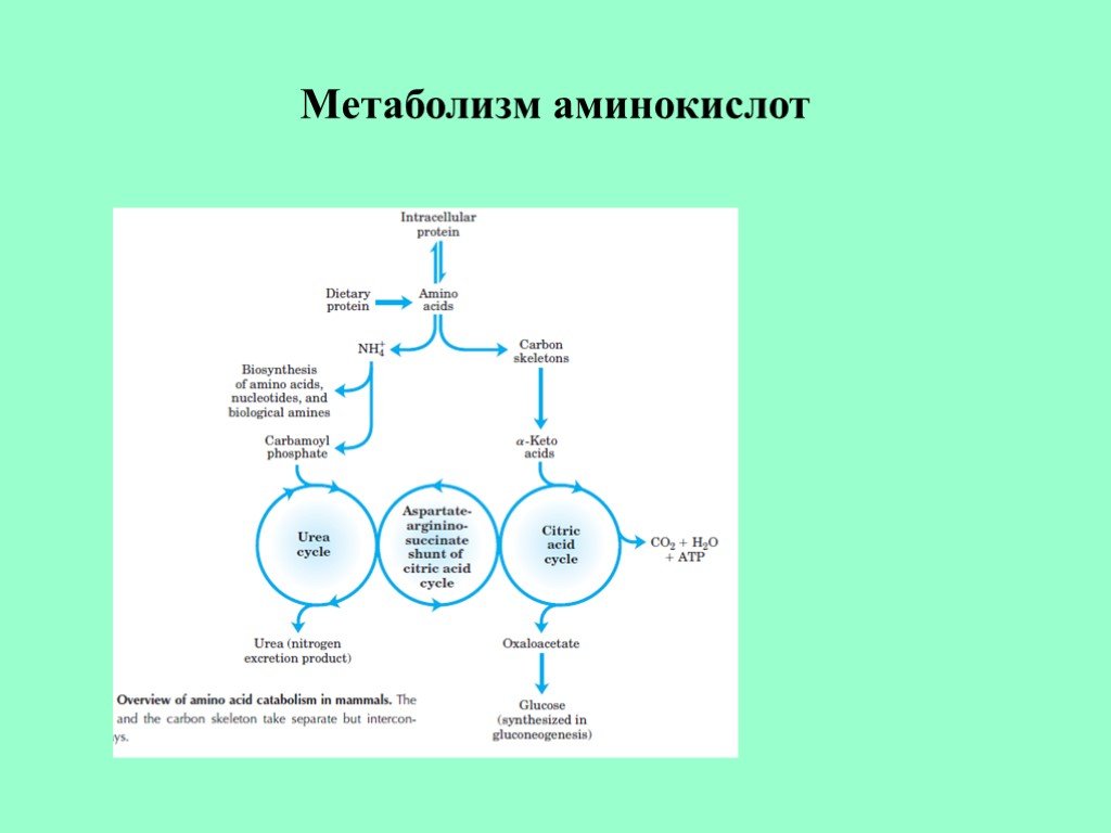 Общие пути метаболизма аминокислот. Общая схема метаболизма аминокислот. Метаболизм аминокислот. Пути метаболизма аминокислот. Метаболические превращения аминокислот.