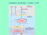 Аэробный катаболизм и синтез АТФ