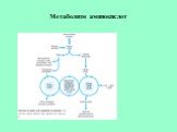 Метаболизм аминокислот