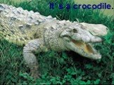 It’ s a crocodile.