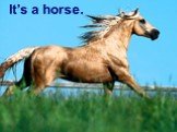 It’s a horse.