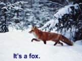 It’s a fox.