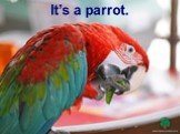 It’s a parrot.