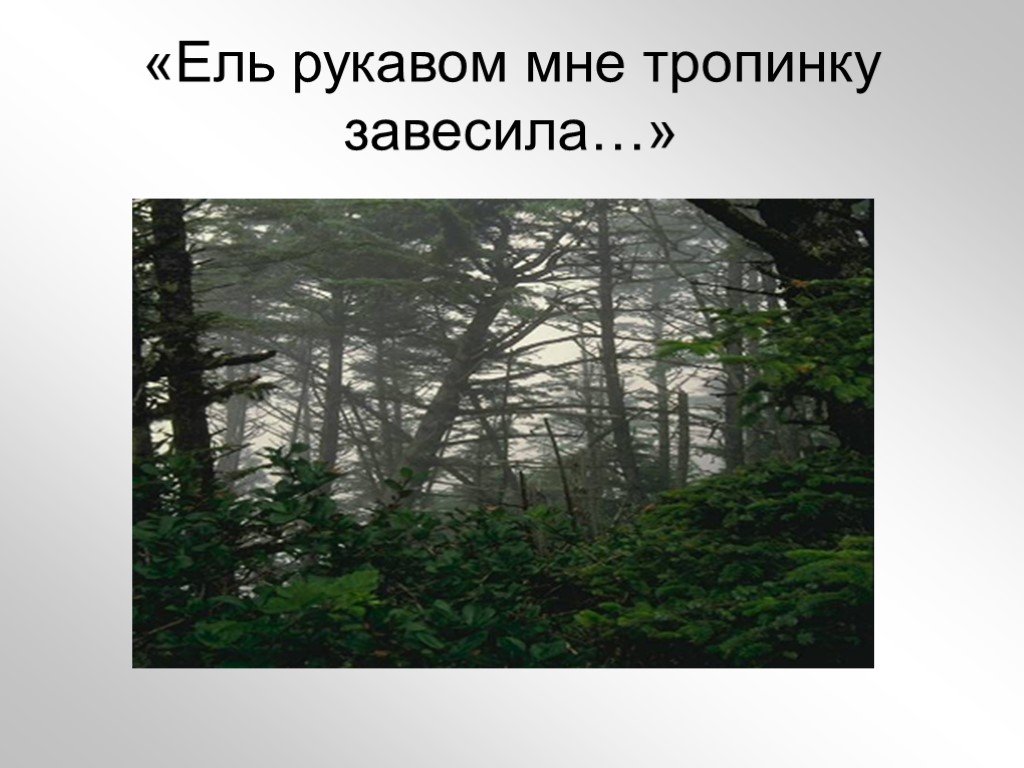 Фет ель рукавом анализ. Фет ель рукавом мне тропинку завесила. Афанасий Афанасьевич Фет ель рукавом мне тропинку завесила. Стих Фета ель рукавом мне тропинку завесила. Афанасий Фет ель рукавом.