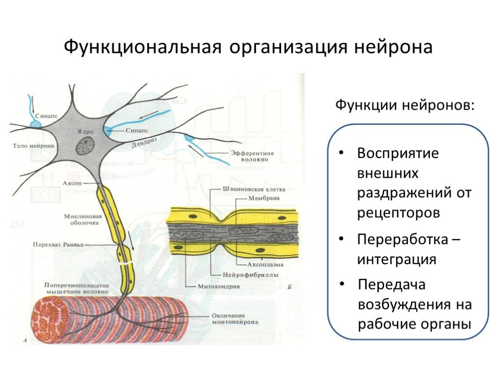 Процесс возбуждения нервных клеток. Функциональная организация нейрона. Структурно-функциональная организация нейрона. Функции нейрона. Структура и функции нейронов.