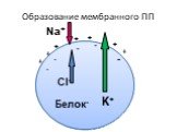 Образование мембранного ПП. Na+ Cl- Белок- + - K+
