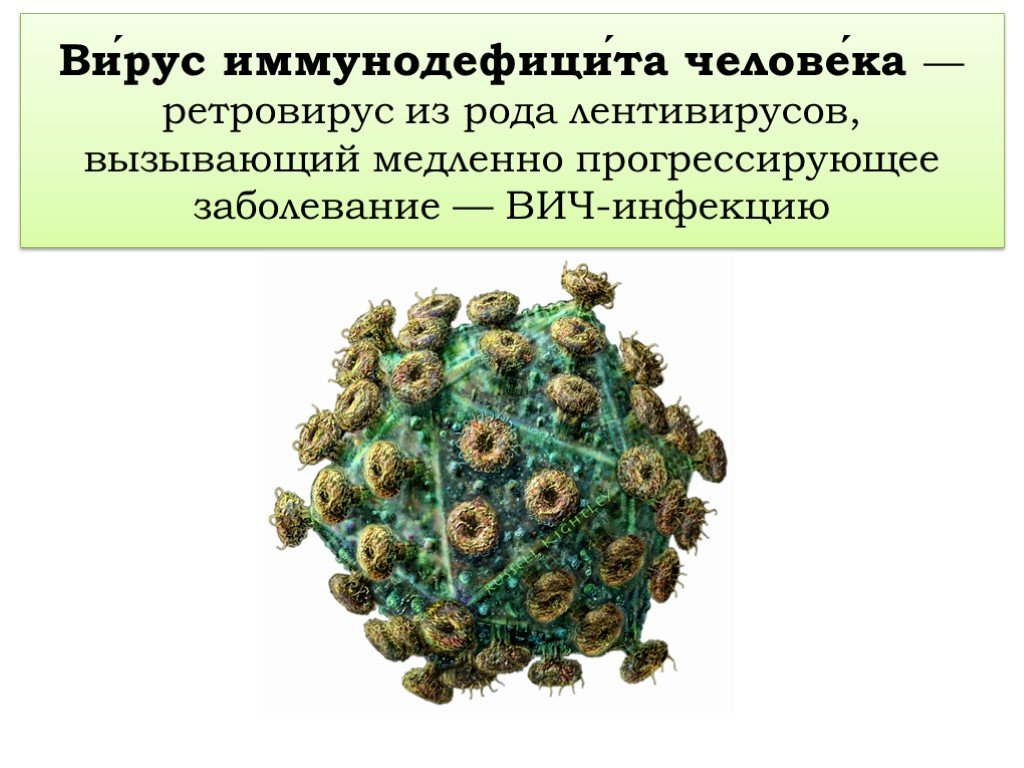 Вич семейство. Вирус ВИЧ ретровирус. Вирусы семейства Retroviridae. Ретровирус лентивирус. ВИЧ инфекция ретровирус.