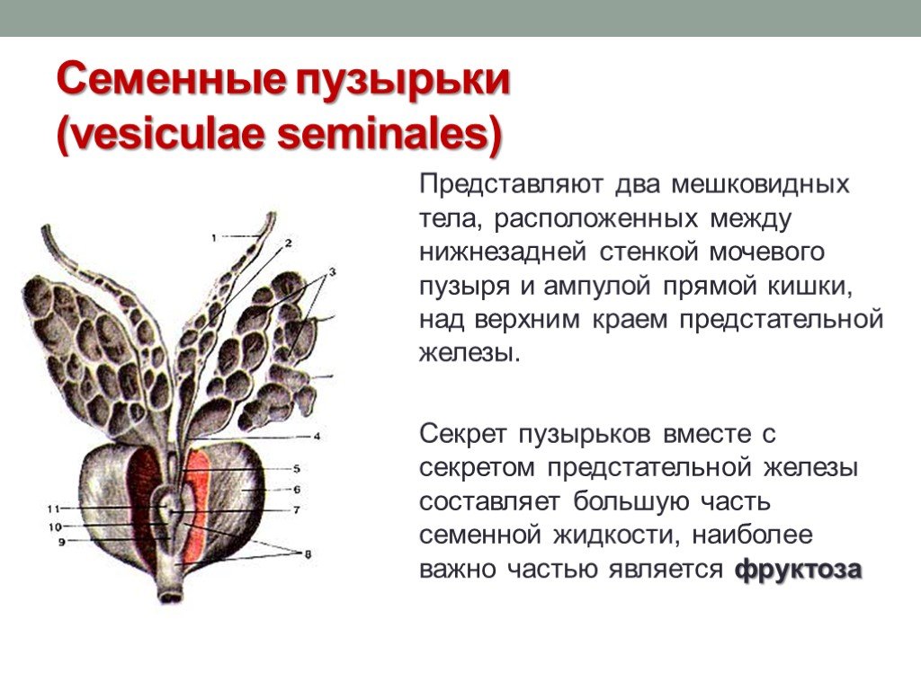 Предстательная железа простыми словами. Семенные пузырьки анатомия строение. Семявыносящий проток и семенные пузырьки. Предстательная железа и семенные пузырьки анатомия. Семенной пузырёк (vesiculae seminales).